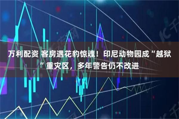 万利配资 客房遇花豹惊魂！印尼动物园成“越狱”重灾区，多年警告仍不改进
